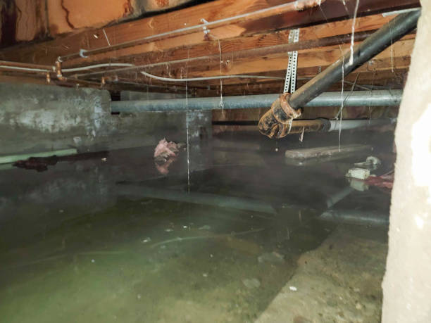Best Water damage restoration mold remediation  in Anacoco, LA