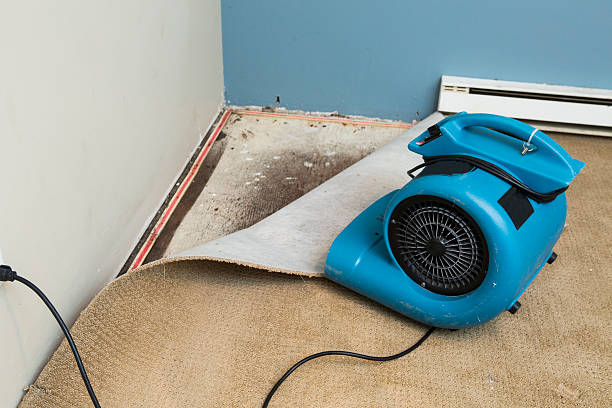 Best Mold removal after water damage  in Anacoco, LA